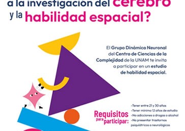 Estudio del cerebro y de la habilidad espacial
